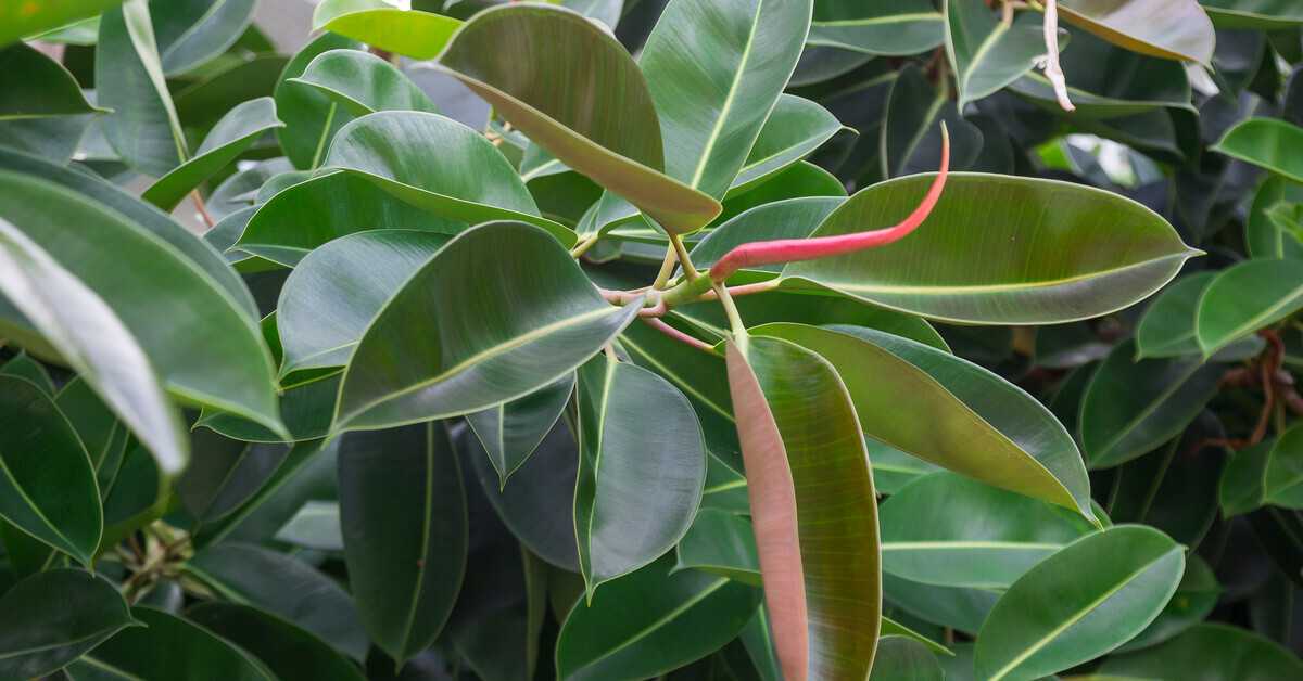 Размножение фикуса листом — способ укоренения, уход за листиком и молодым ростком