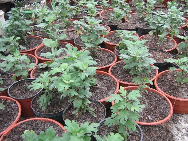 Выращивание корейской хризантемы и уход за ней