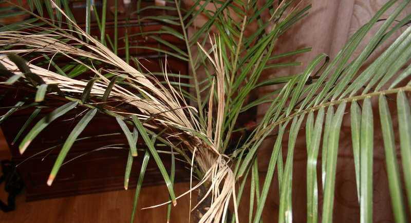 Комнатная пальма трахикарпус: уход в домашних условиях