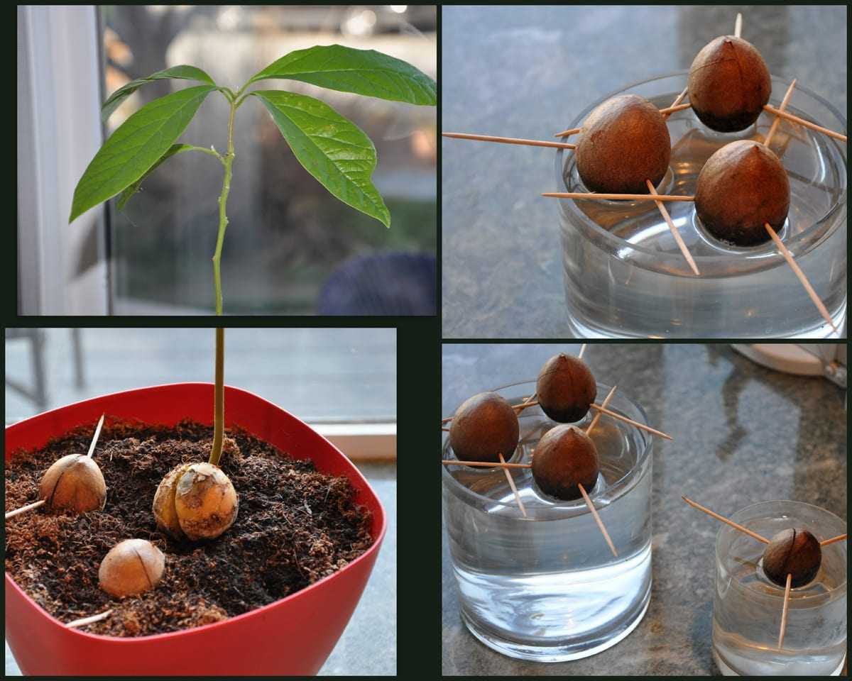 Как вырастить авокадо из косточки в домашних условиях