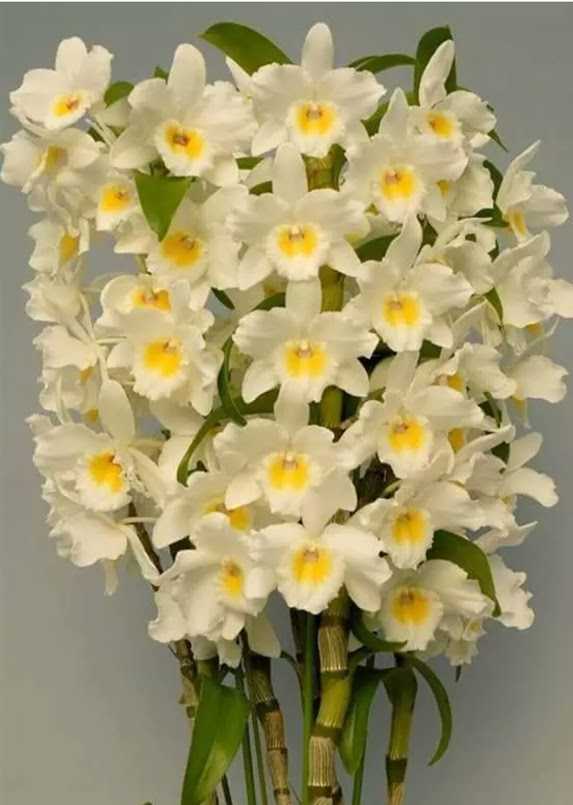Орхидея дендробиум нобиле: фото цветка, размножение, пересадка и полив при уходе в домашних условиях