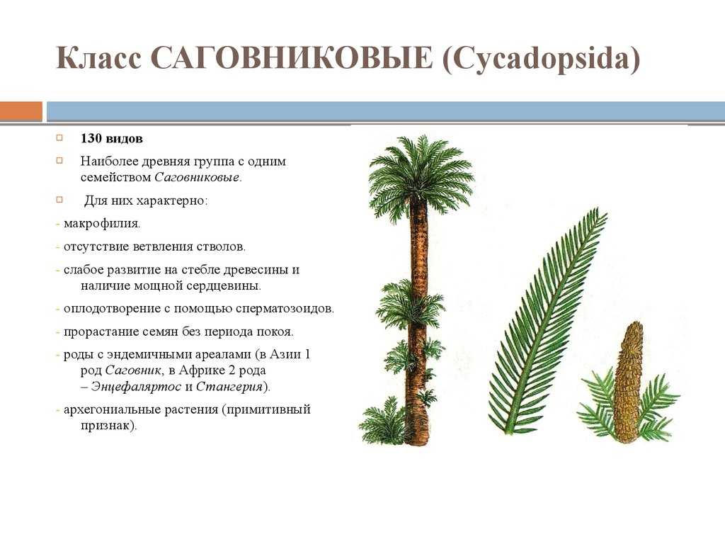 Encephalartos horridus  - encephalartos horridus - abcdef.wiki