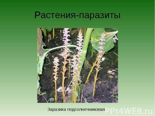 Актинотус подсолнечниковый травянистые растения для открытого грунта
