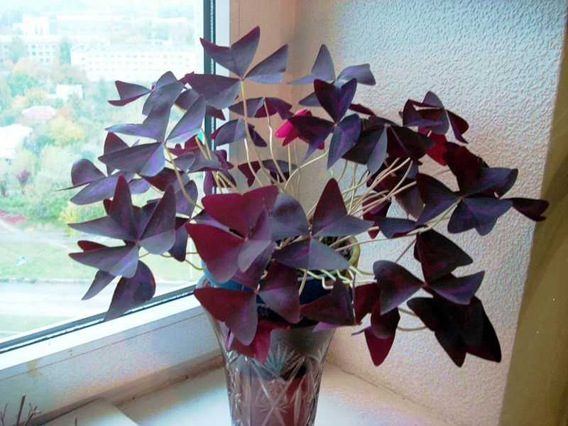 Кислица фиолетовая: фото, уход в домашних условиях, приметы и суеверия комнатного цветка