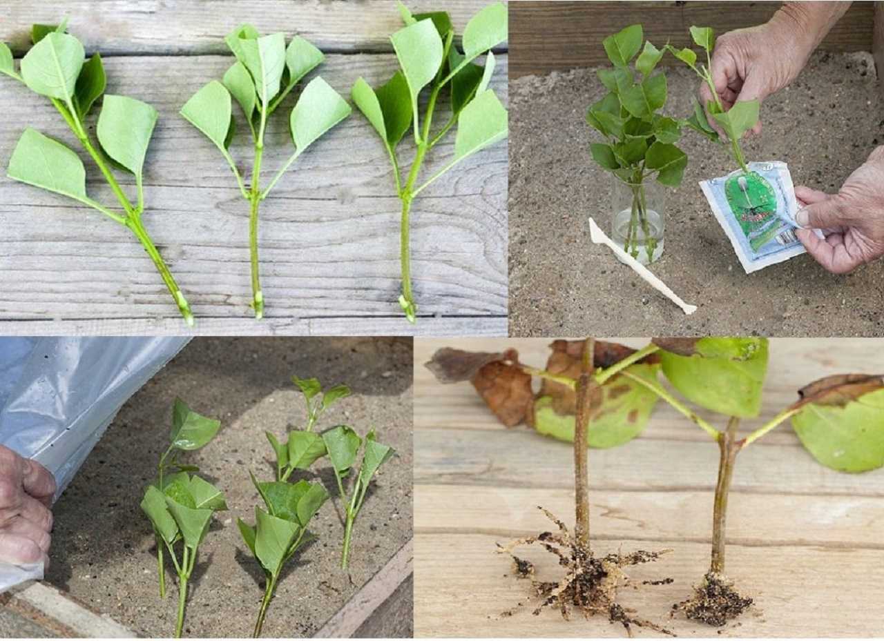 Горец — уникальное растение для сада