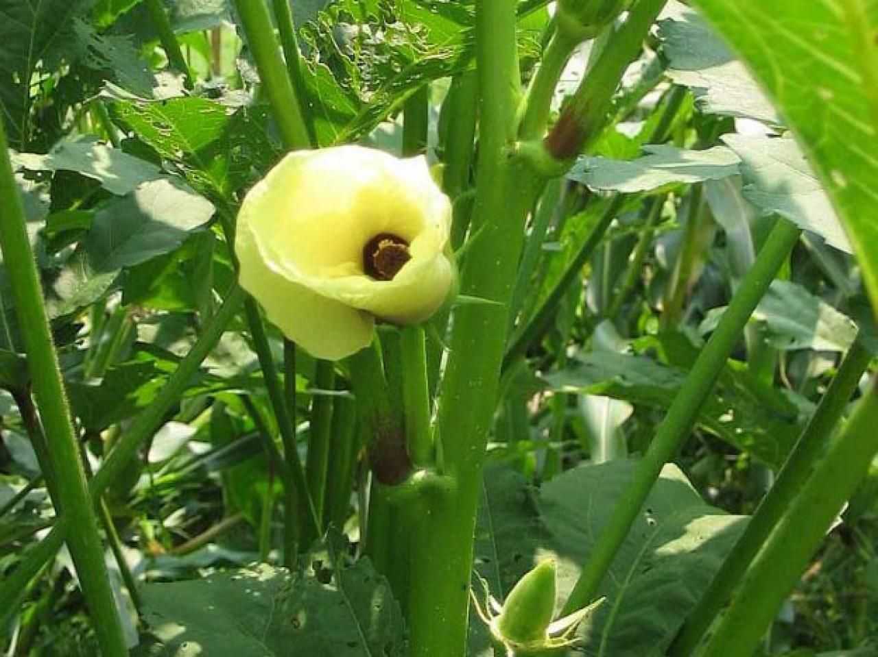 Бамия (абельмош съедобный, окра): что это такое, как выращивать овощную культуру, посадка и уход | браво девушка!