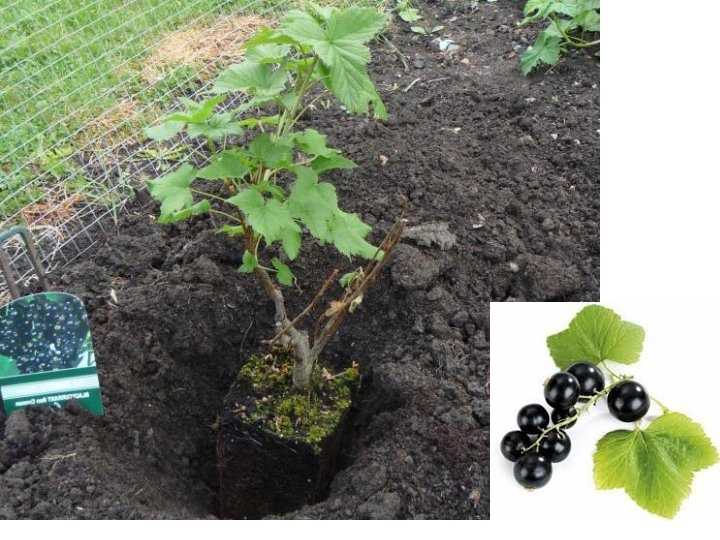 Описание чёрной смородины: как выглядит, корневая система, где растёт, когда начинает цвести, фото