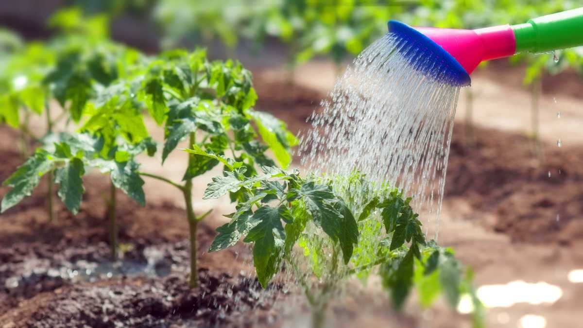 Как поливать растения в огороде