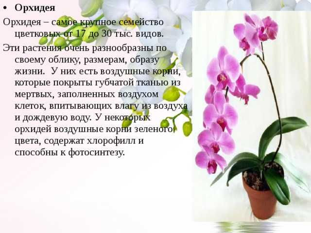 Размножение орхидеи фаленопсис в домашних условиях с помощью деток, черенков цветоносов, семян - цветочки
                                             - 2 апреля
                                             - 43257788642 - медиаплатформа миртесен
