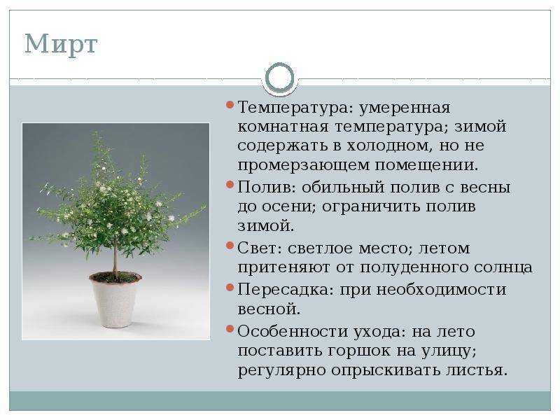 Реликтовое лавровое дерево в домашних условиях: уход, условия выращивания, посадка и размножение