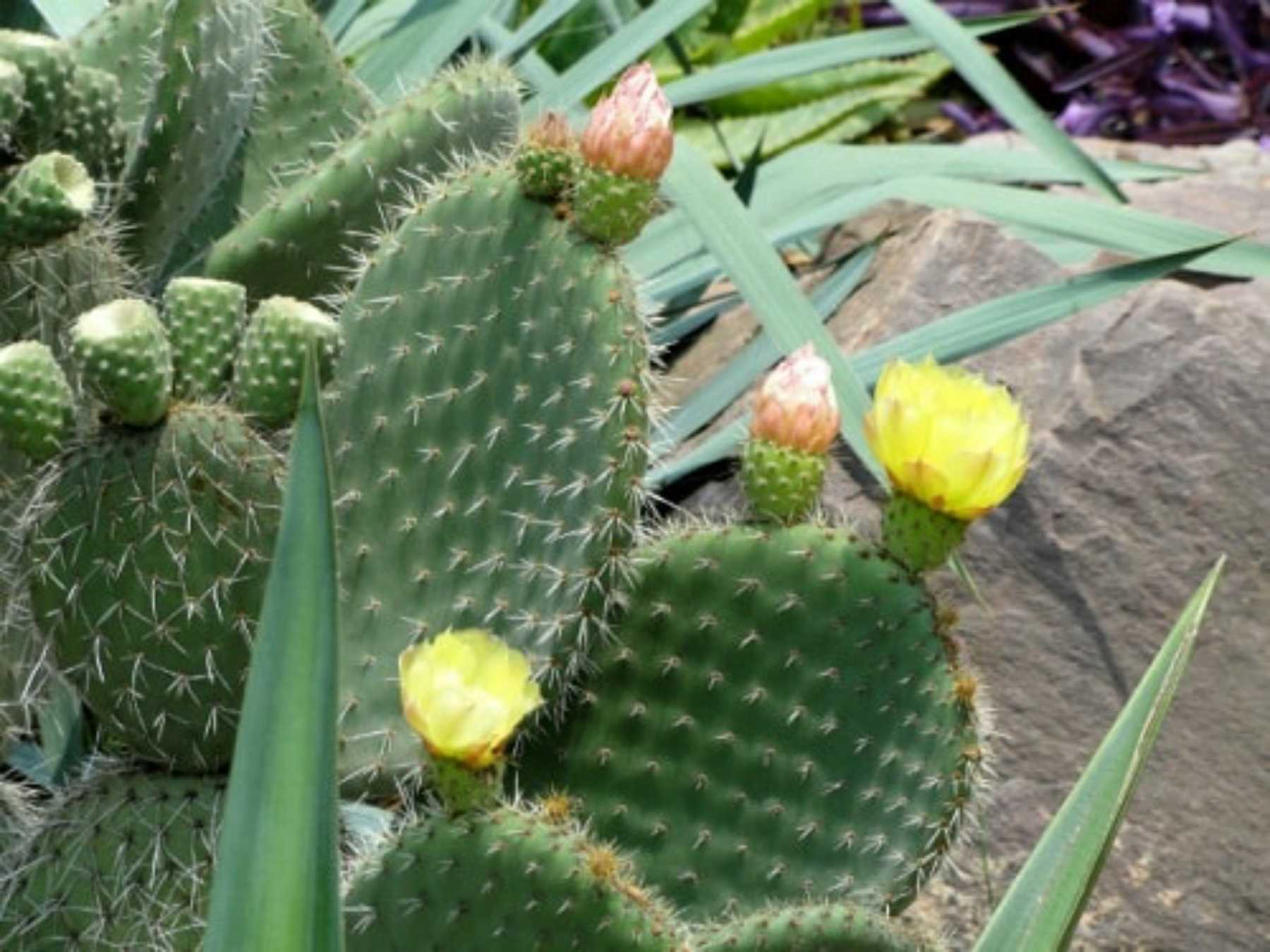 Неповторимые и изящные виды кактуса опунции