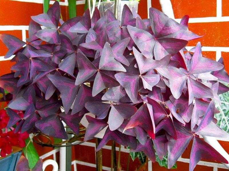 Кислица обыкновенная: фото домашнего цветка оксалис, комнатное пестроцветное, треугольное, фиолетовое растение, уход и условия за четырехлистной и деппе с описанием