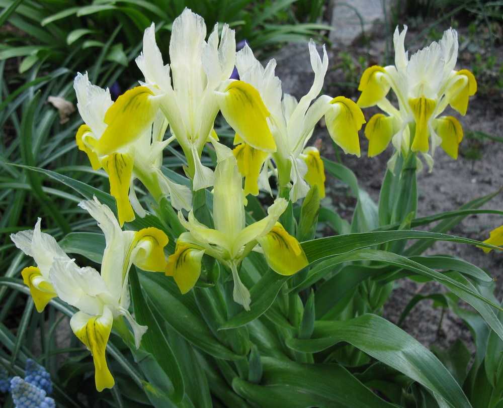 Роскоя: рекомендации по выращиванию цветка в открытом грунте