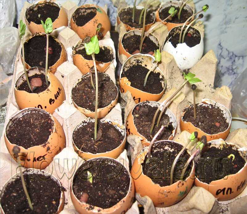 Выращивание пионов из семян в домашних условиях - цветочный мир