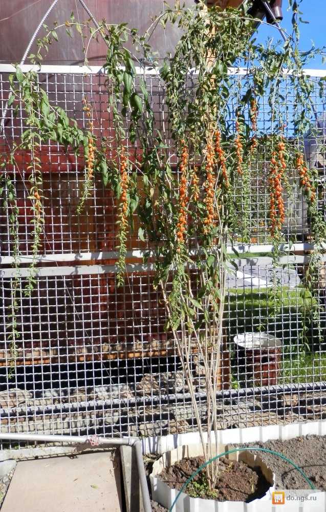 Выращиваем чудодейственные ягоды годжи у себя на участке - дачный участок
                                             - 10 августа
                                             - 43994451198 - медиаплатформа миртесен