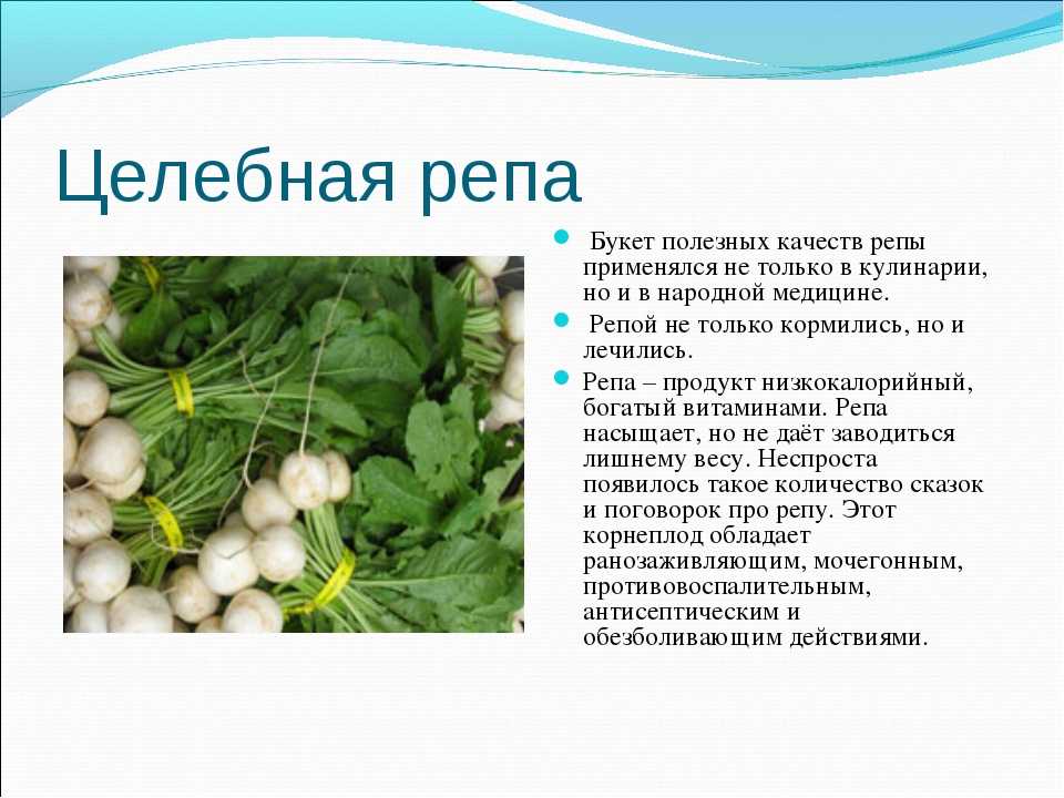 Репа (brassica rapa) — описание, выращивание, фото