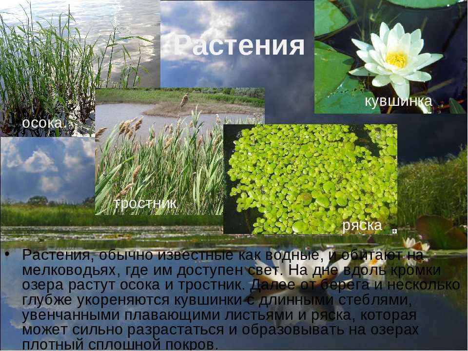 Растения водоема: названия, описания и фото