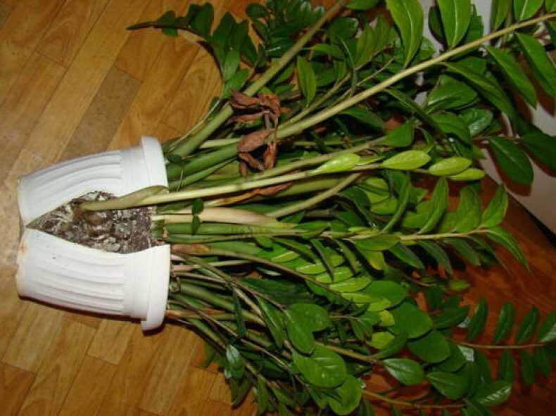 Замиокулькас: уход в домашних условиях, особенности размножения, цветение и пересадка долларового дерева