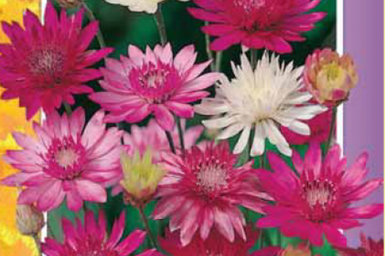 Цветок ксерантемум выращивание из семян в домашних условиях фото и описание сортов