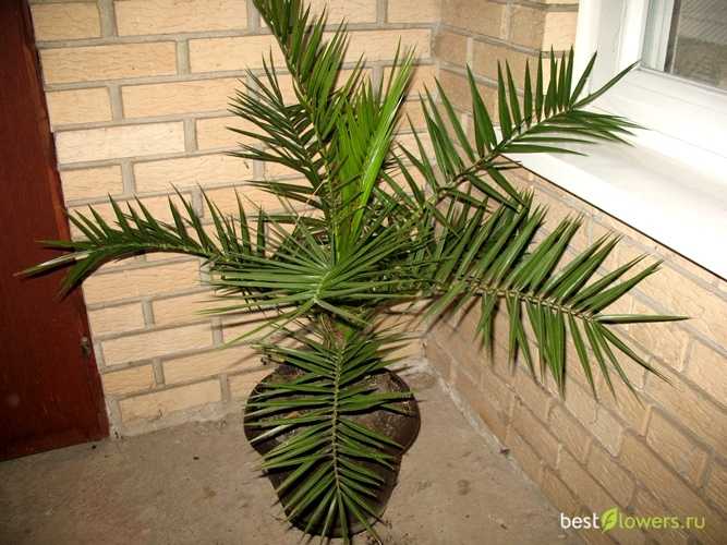 Финик канарский: уникальная пальма в вашем доме | огородники