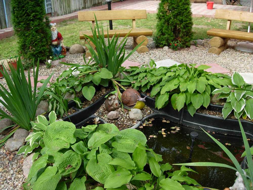 Как подобрать растения для водоема на даче?