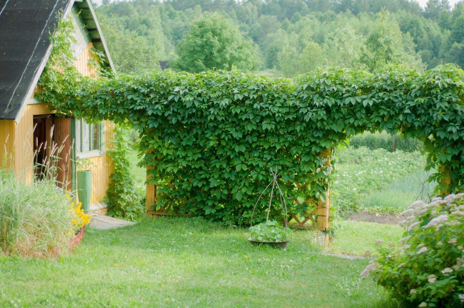 Вьющиеся растения для сада и дачи: 30 лиан с названием и фото