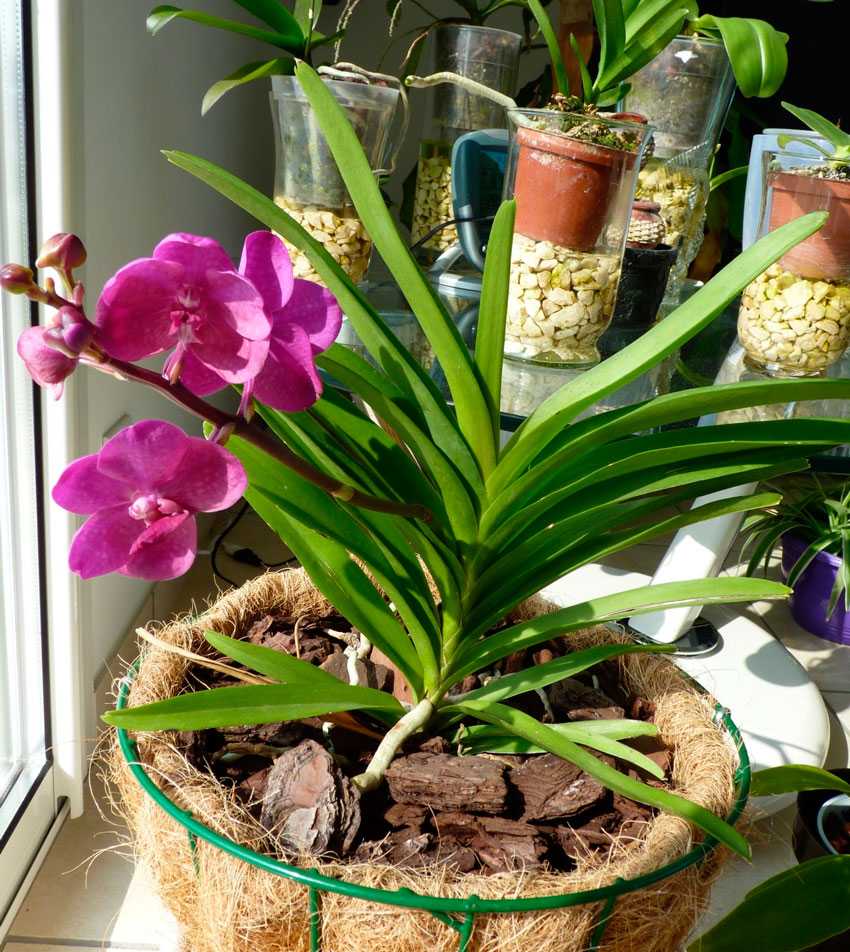 Как ухаживать за орхидеей. что нужно, чтобы цветок орхидея был в цвету | огородники
