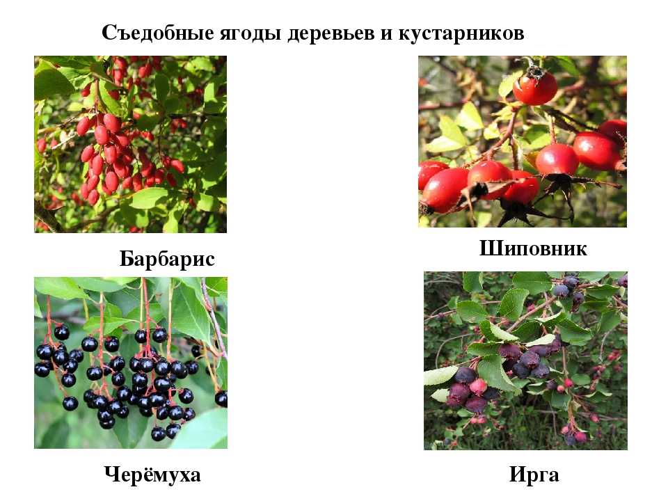 55 видов лесных ягод с описаниями