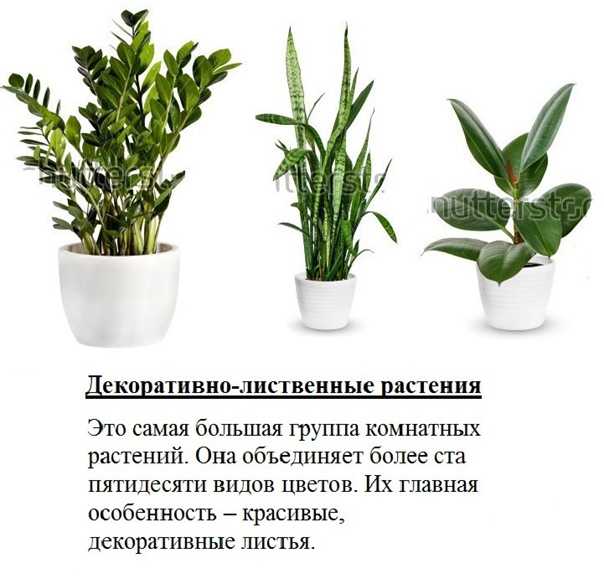 Декоративно-лиственные комнатные растения / асиенда.ру