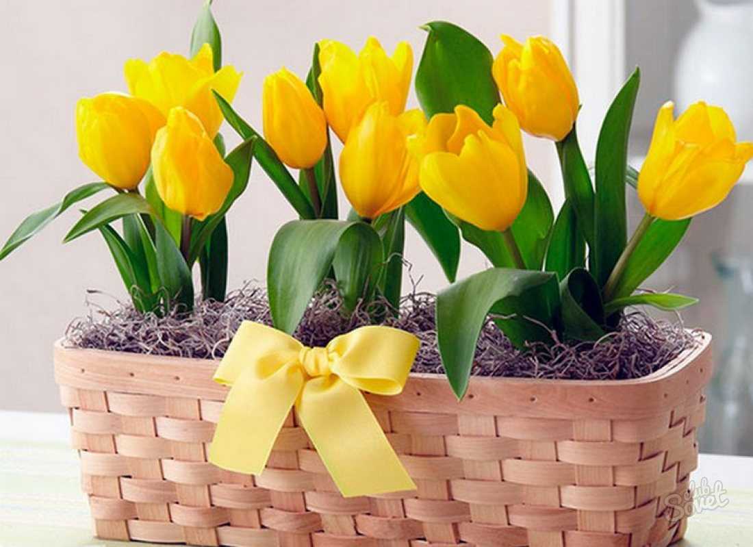 Выгонка тюльпанов в домашних условиях: пошаговая инструкция