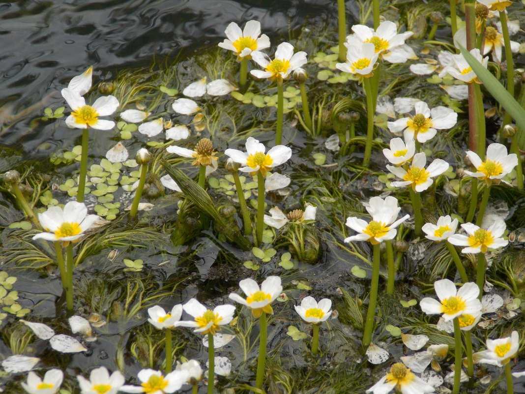 Какие растения посадить на даче в пруду и на берегу: названия с фото