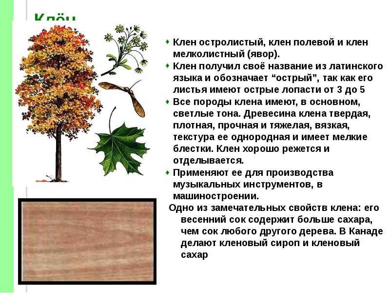 Клен дерево или кустарник: виды, сорта, описание, размеры, зимостойкость кленов с фото, посадка и уход в открытом грунте на участке