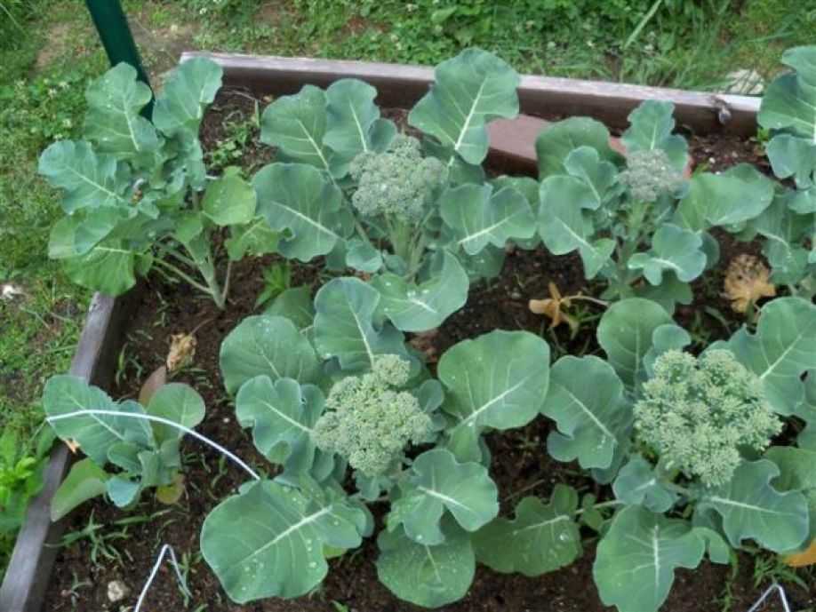 Капустные овощи – выращивание и уход | виды капустных овощей