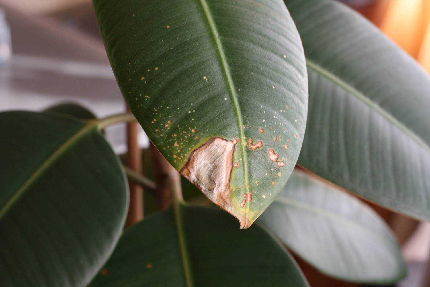 Почему сохнут листья у фикуса, по каким причинам вянут кончики, что делать для спасения растения?