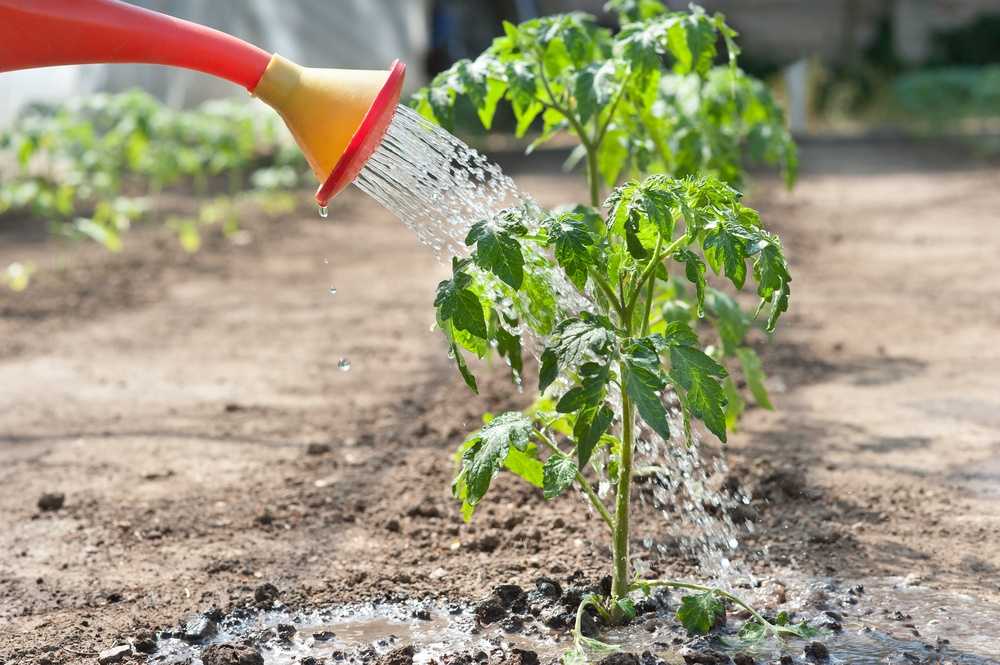 Как правильно поливать растения