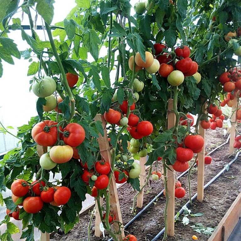 Как выбрать сорта томатов