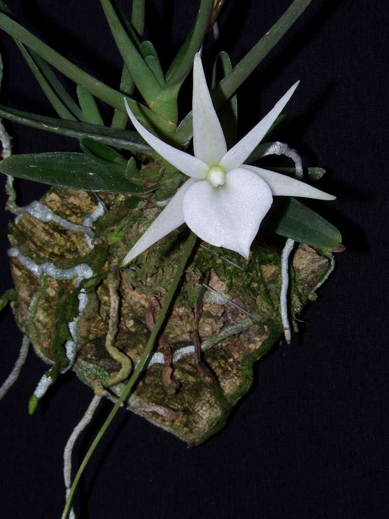 Как ухаживать за орхидеей? правила и условия содержания цветка