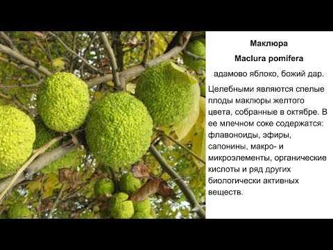 Маклюра (адамово яблоко) настойка: применение, отзывы, рецепты приготовления, какие болезни можно лечить