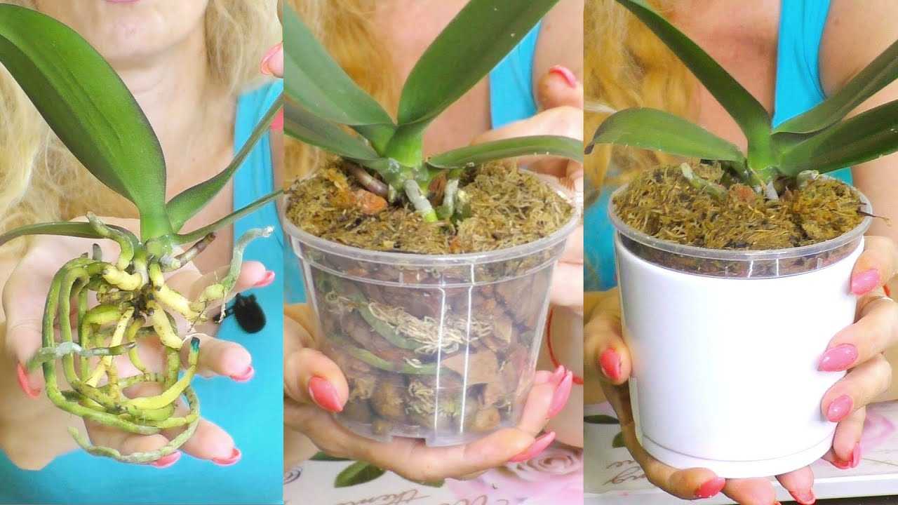 У орхидеи сгнили все корни: что делать и как спасти, если растение погибает - видео-инструкция