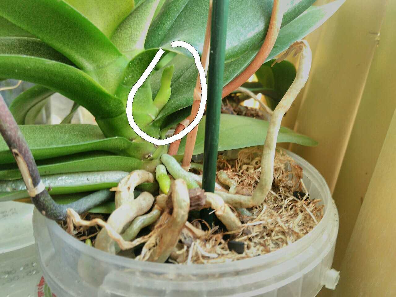 Почему сохнут цветоносы у орхидей и что делать для предотвращения этого?