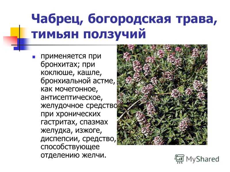 Цветет и пахнет божественный тимьян!  | ogorodnik.com