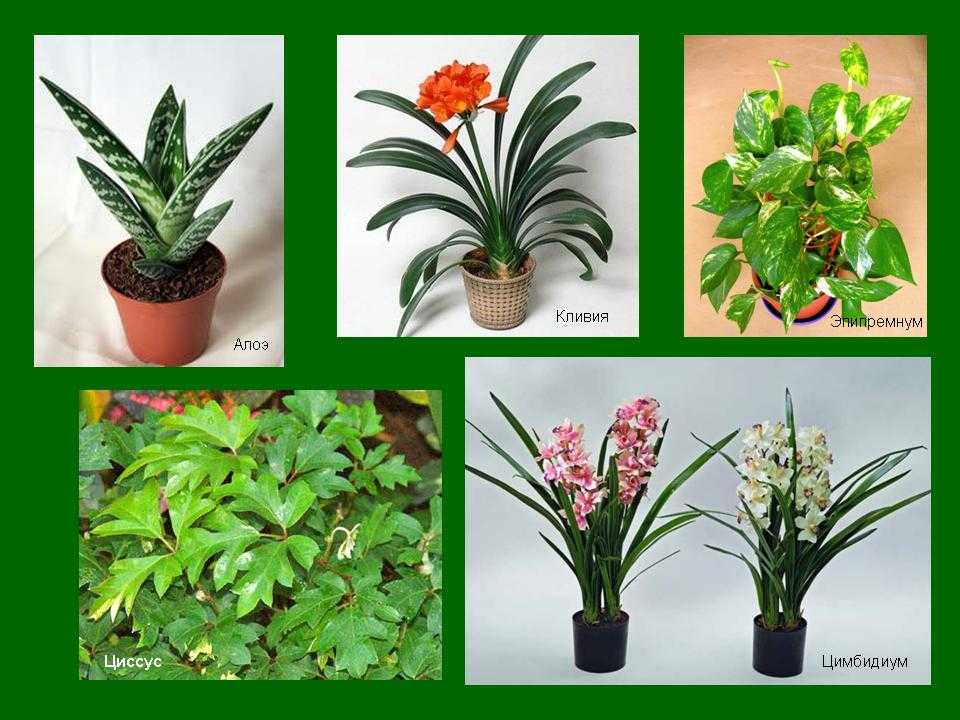Вьющиеся комнатные растения (80 фото) - названия и виды,  выращивание, уход и полив