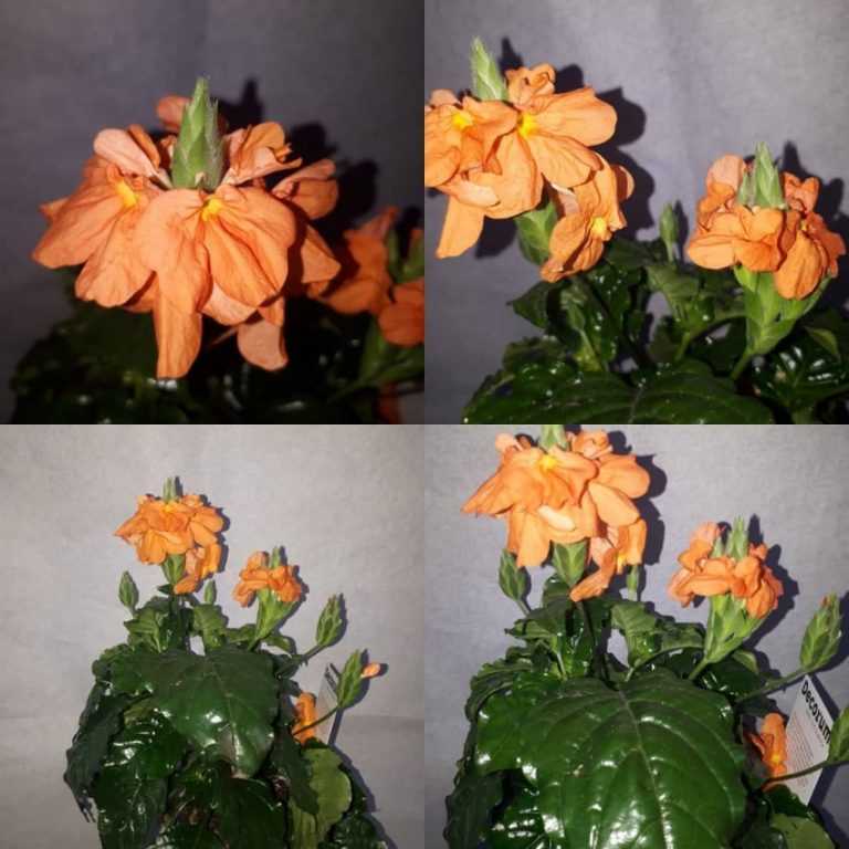 Кроссандра (цветок комнатный): уход в домашних условиях, фото, размножение, обрезка, приметы