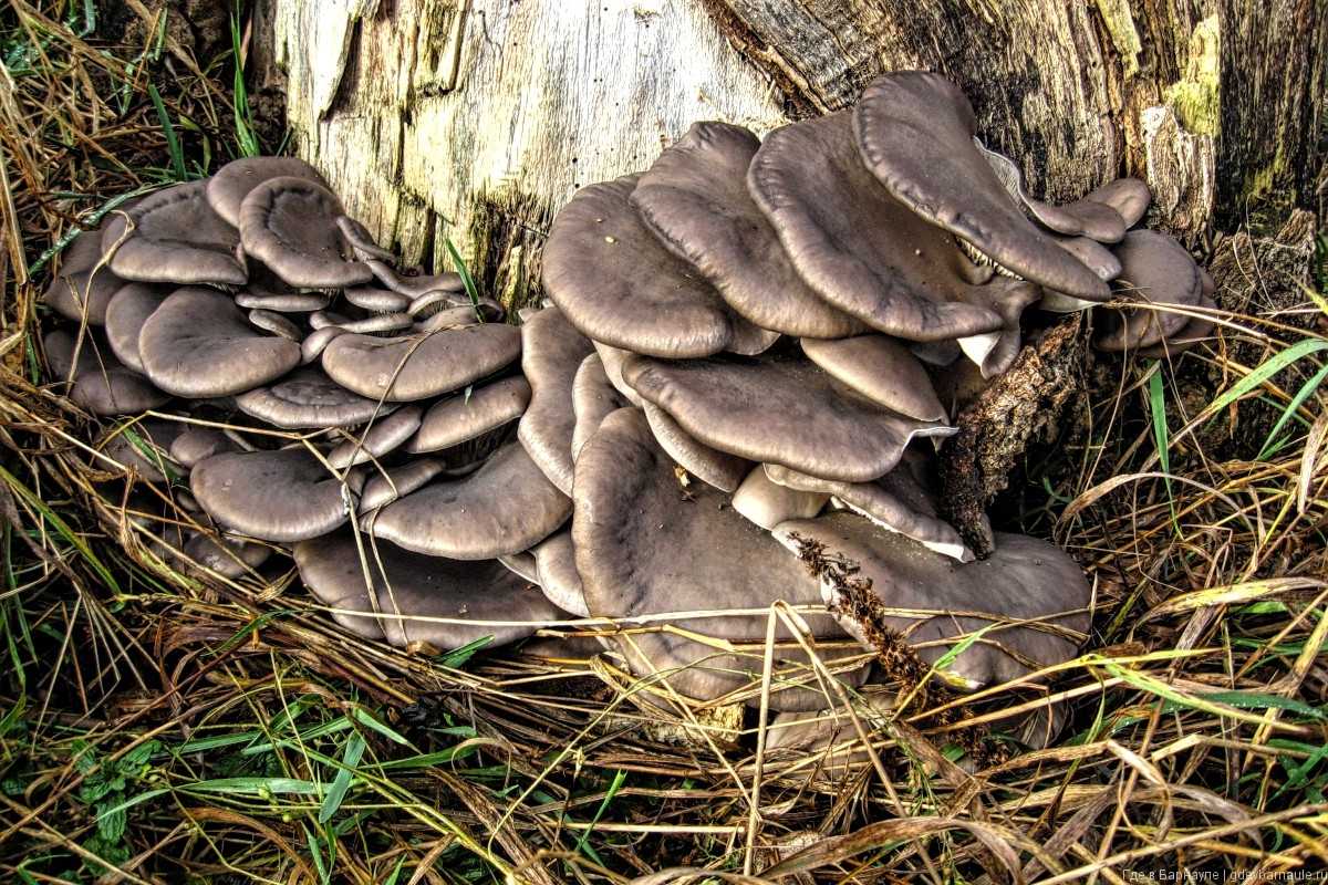 Вешенка устричная — фото и описание гриба, где растет и как выглядит
