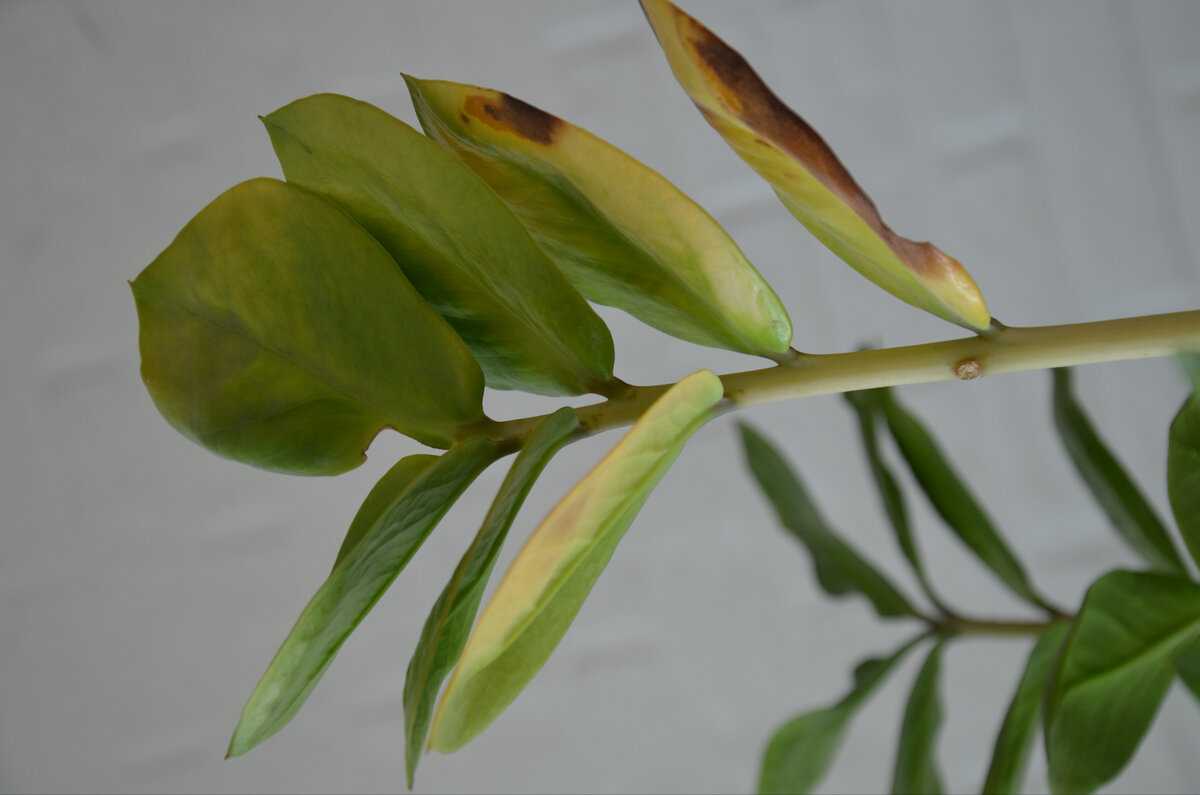 Замиокулькас — листья желтеют и теряют насыщенный зеленый цвет
