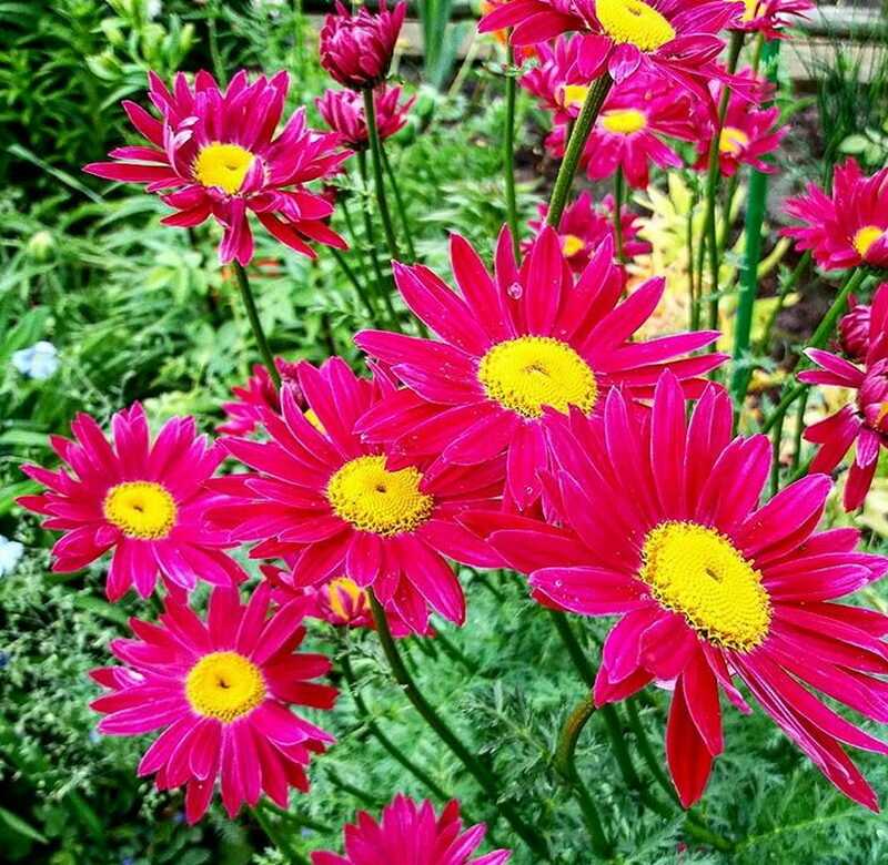 Цветок пиретрум: 15 видов с фото, посадка и уход