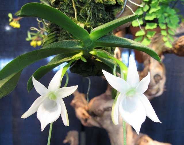 Условия содержания орхидеи selo.guru — интернет портал о сельском хозяйстве