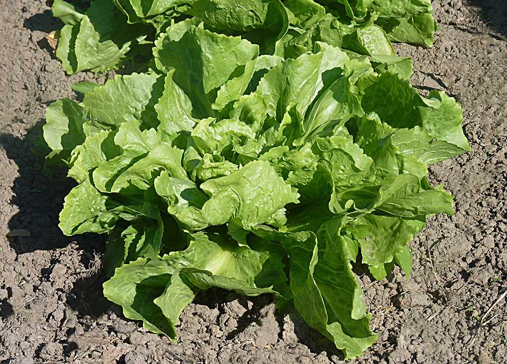 Цикорный салат и его выращивание — floraprice.ru