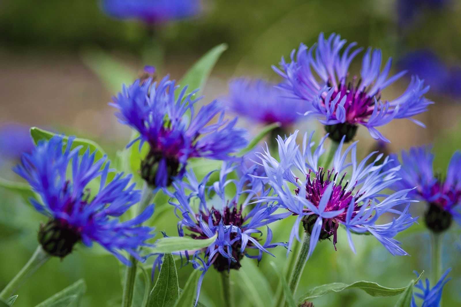Васильки голубые и не только: выращивание в саду