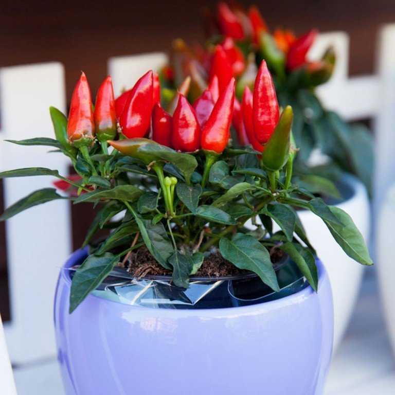 Декоративный перец – уход и выращивание растения в домашних условиях - what flower?